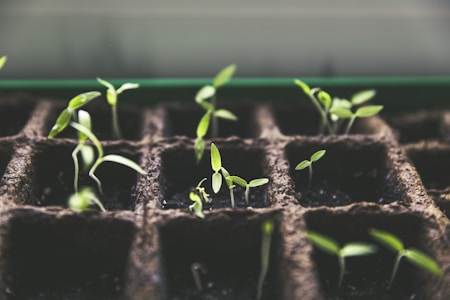 Fresh herbs growing in pots