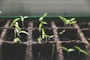 Vivero Quiltren