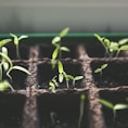 selective focus photo of plant spouts