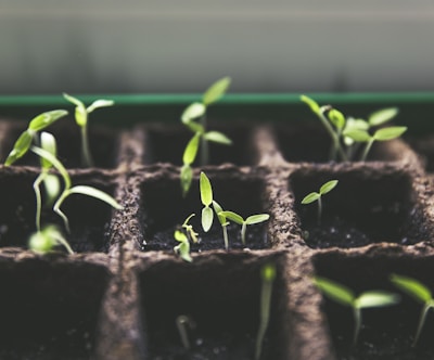 selective focus photo of plant spouts