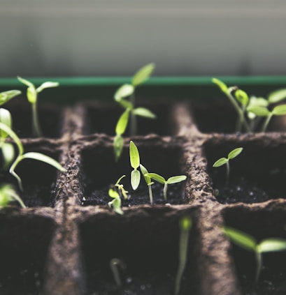 selective focus photo of plant spouts