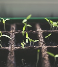 selective focus photo of plant spouts