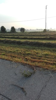 Lot with freshly cut grass and paved road access.