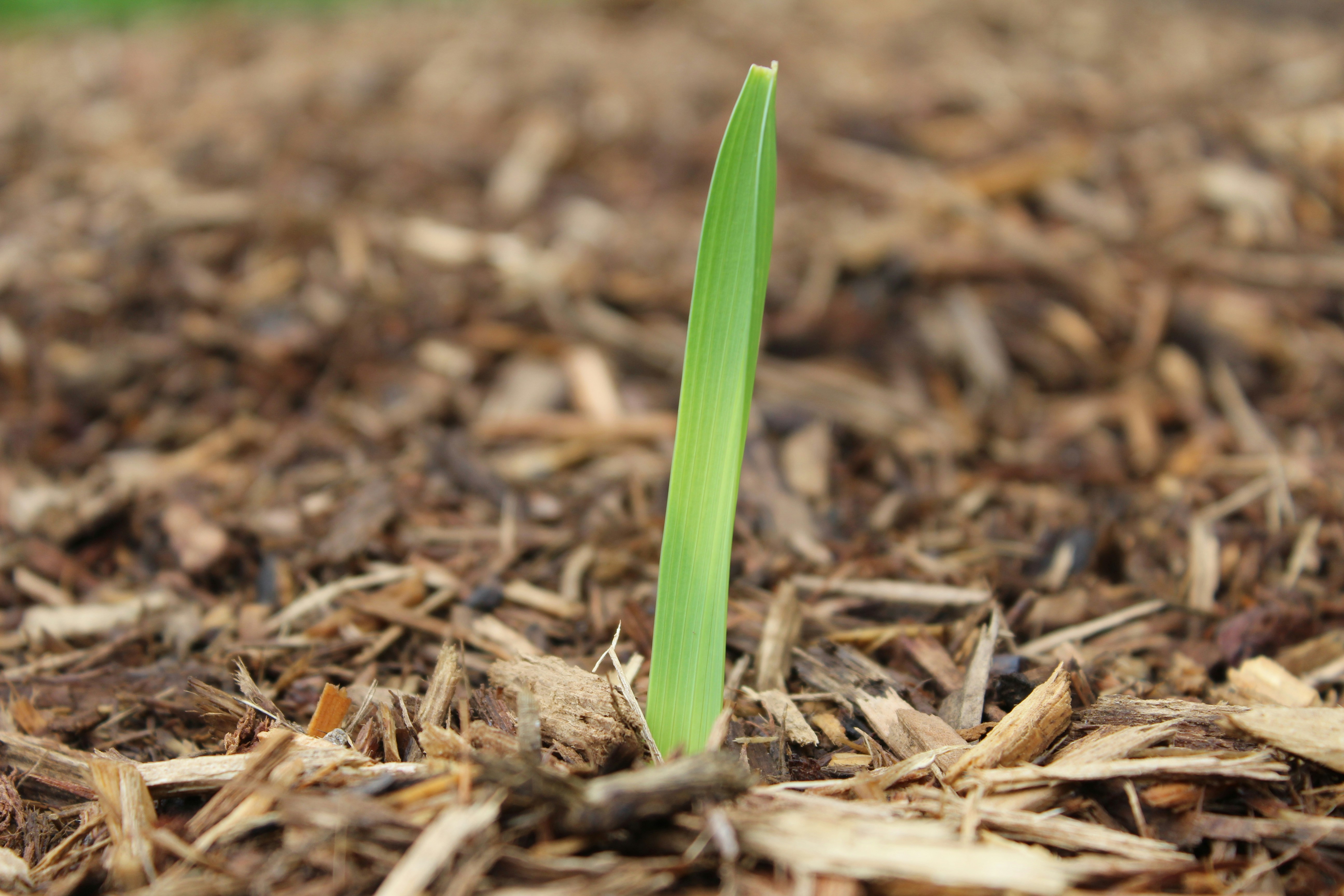 Free Unsplash photo from Gretchen