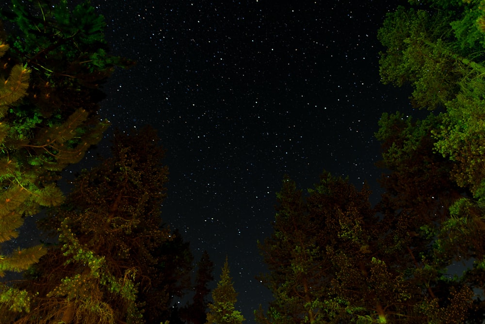 arbres pendant la nuit