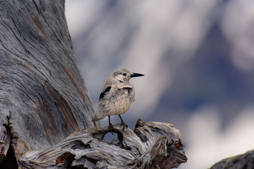 shallow focus of gray bird perch in tree branch