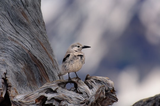 shallow focus of gray bird perch in tree branch in Crater Lake United States