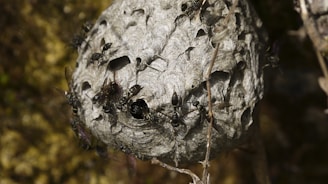 A close-up view of a wasp nest with several wasps crawling on its surface. The nest is gray and textured, with small openings and is set against a blurred natural background.