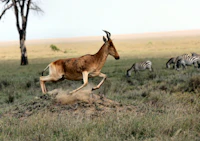 Solio Lodge