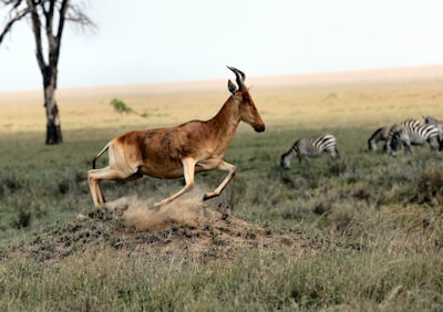Antelope