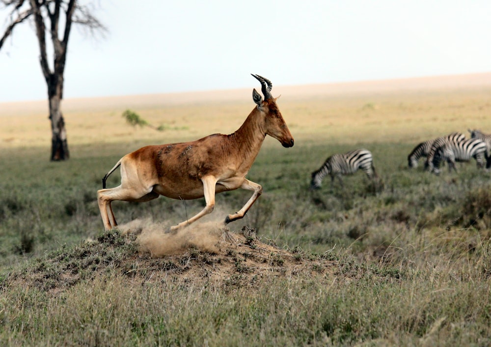 brown antelope and zebra on field at daytime