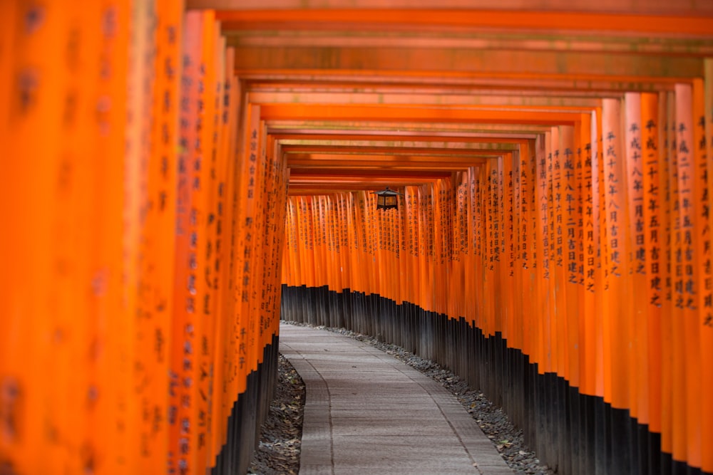concrete pathway between orange wooden fences