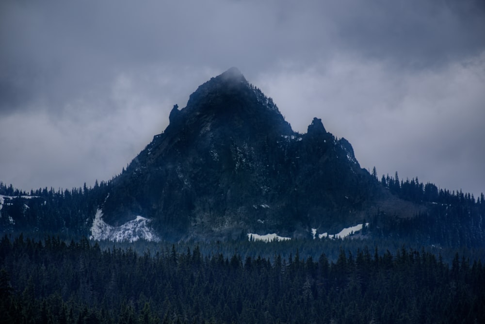 trees and mountain photo