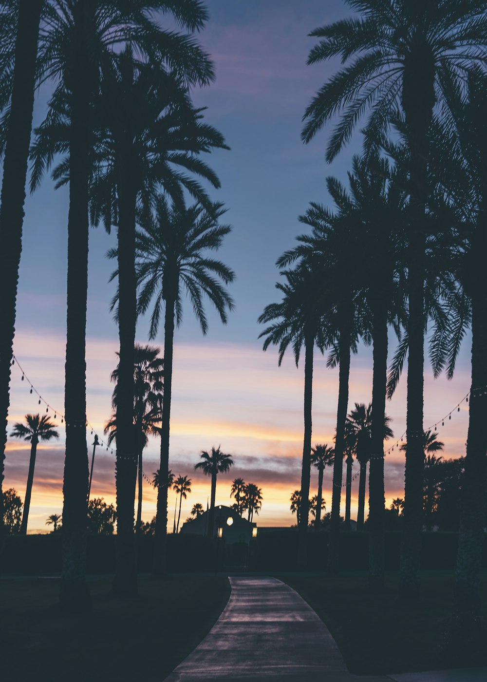 silhouette of houses beside palm trees and pathway