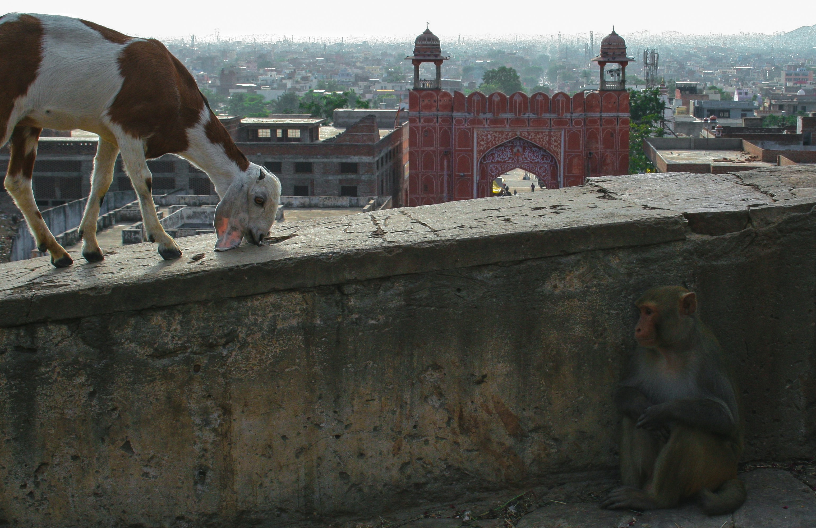 Free Unsplash photo from Francisco Aso