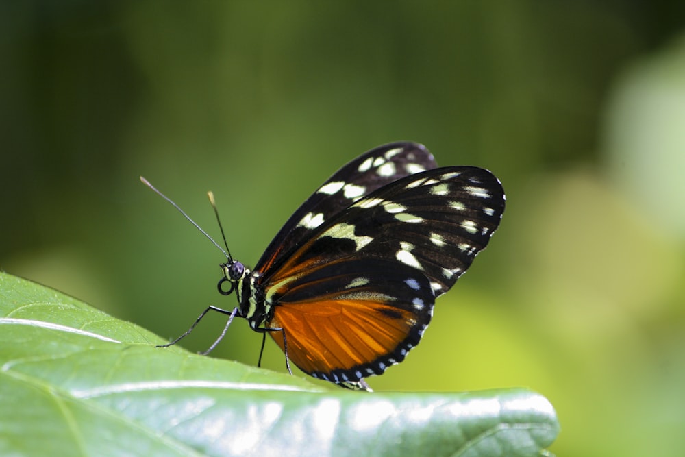 Ein orangefarbener und schwarzer Schmetterling auf einem Blatt.