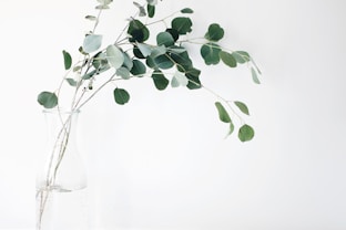 Hypnotherapy Services - Green leaf plant.