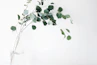 green leaf plant