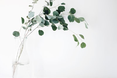 green leaf plant frankincense teams background