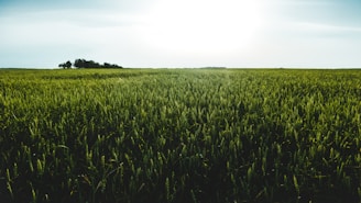 Vibrant green wheat field stretching to the horizon at dawn.