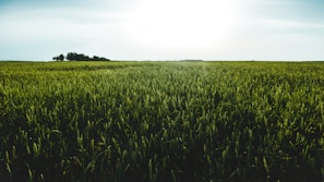 A vibrant Indian farmer tending to lush green wheat fields at sunrise