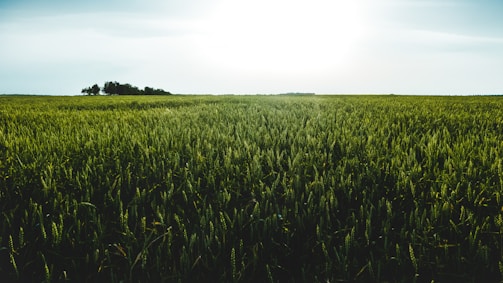 Vibrant green wheat field stretching to the horizon at dawn.