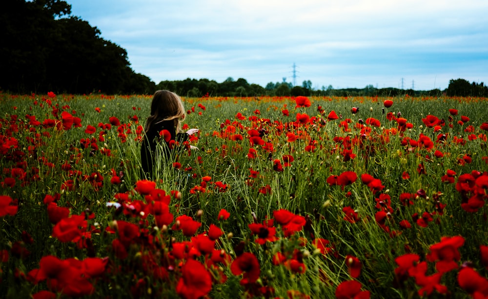 person walking around the red flowers during daytime
