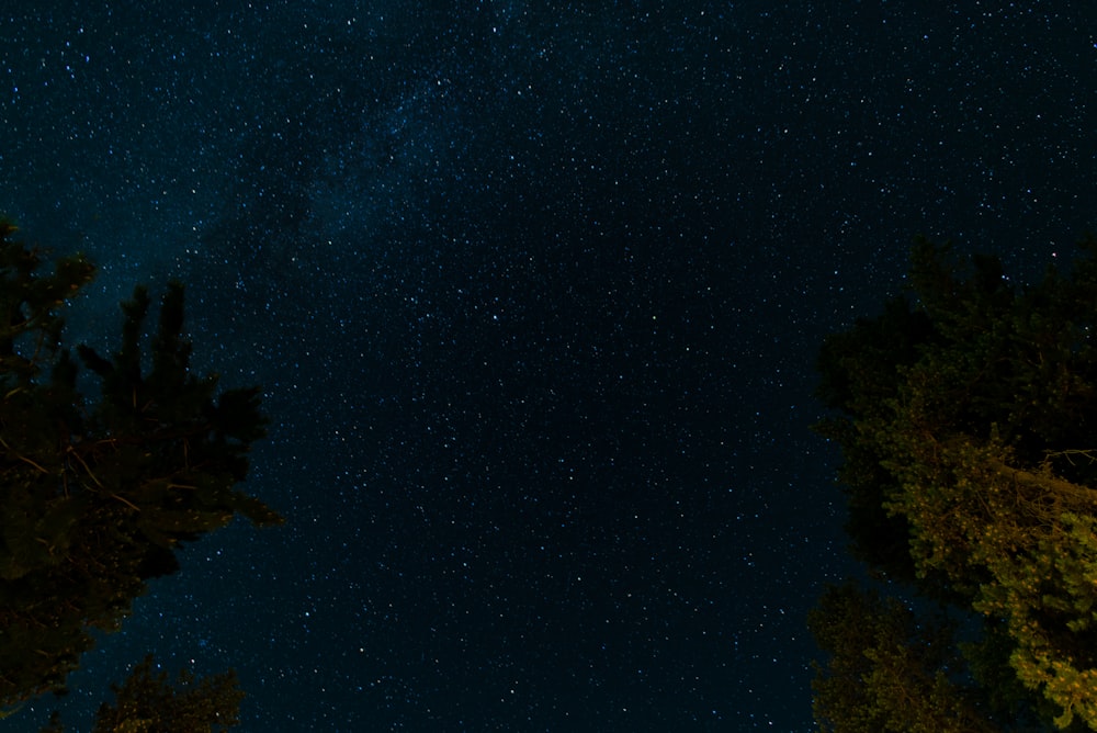 夜の青い星空の下で緑の木