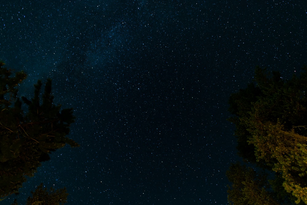 árbol verde bajo el cielo estrellado azul por la noche