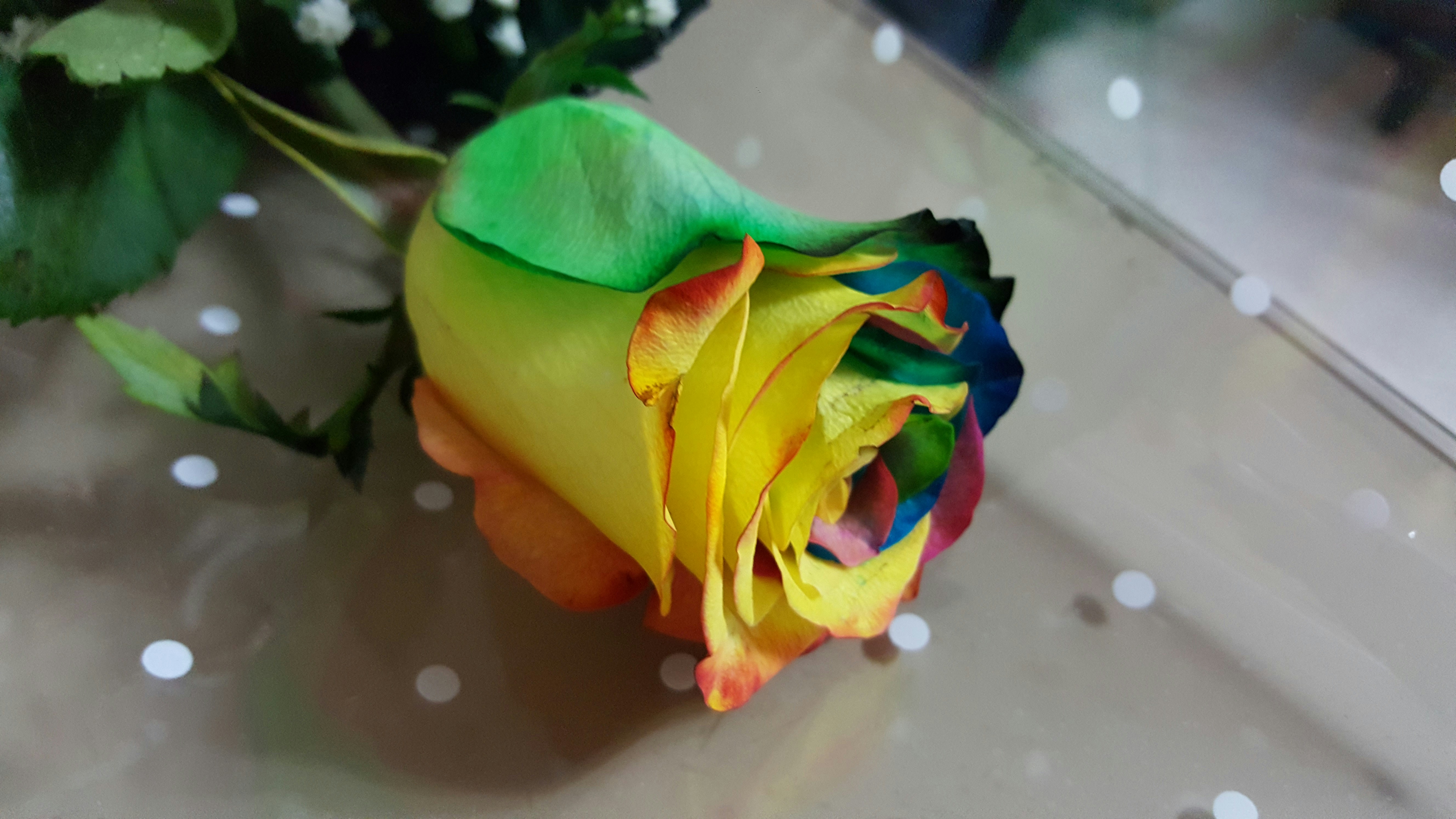 Free Unsplash photo from Gustavo Rendano