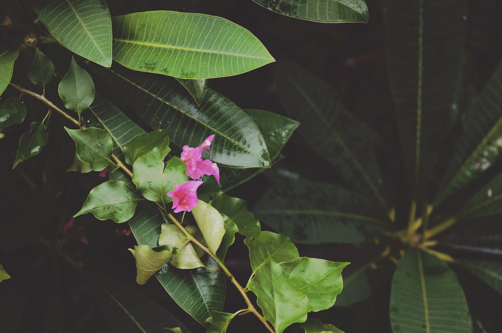 Nikon D7000 + Tamron SP 70-300mm F4-5.6 Di VC USD sample photo. Photography of pink flowers photography