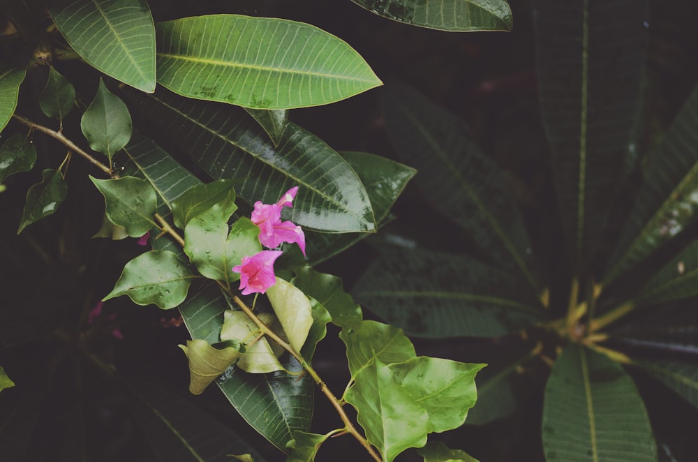 ピンクの花の写真撮影