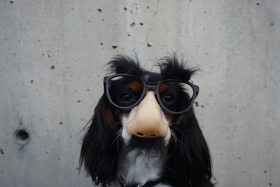 A dog is wearing a playful disguise consisting of oversized glasses with a fake nose and eyebrows against a concrete wall backdrop.