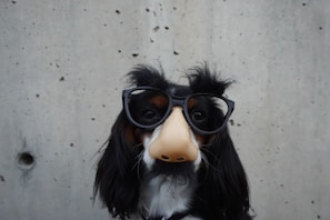 chien avec des lunettes de vue