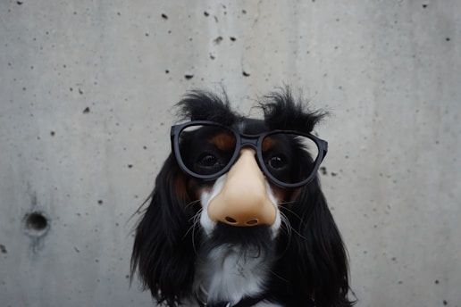 A dog is wearing a playful disguise consisting of oversized glasses with a fake nose and eyebrows against a concrete wall backdrop.