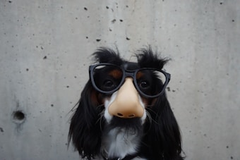 Health Vibes - LOL, a dog with long black ears wearing glasses with poofy eyebrows & big nose