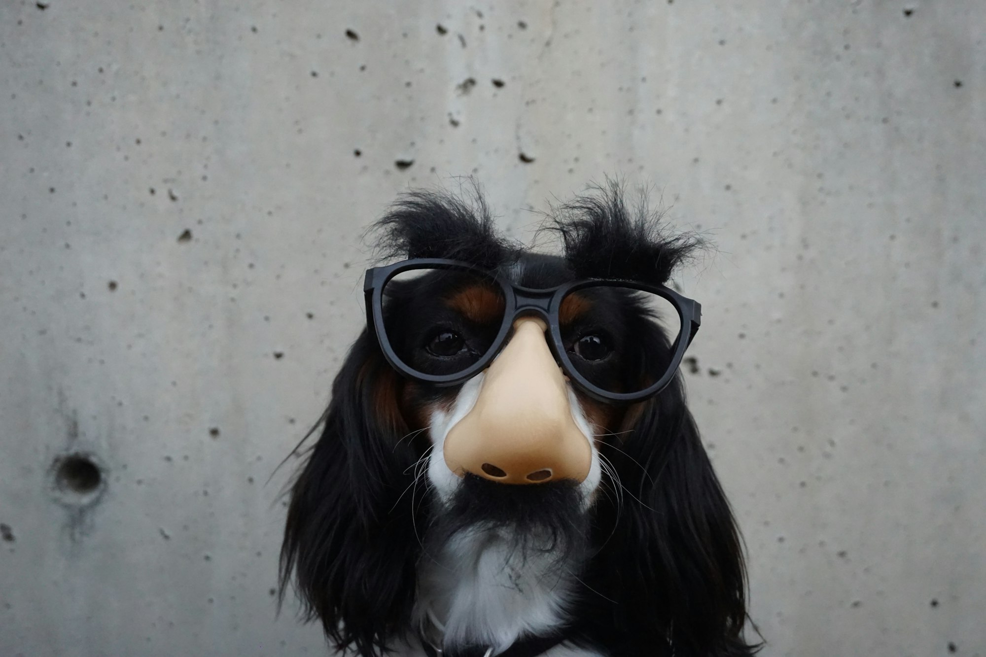 Dog in disguise