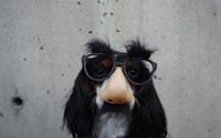 black and white dog with disguise eyeglasses