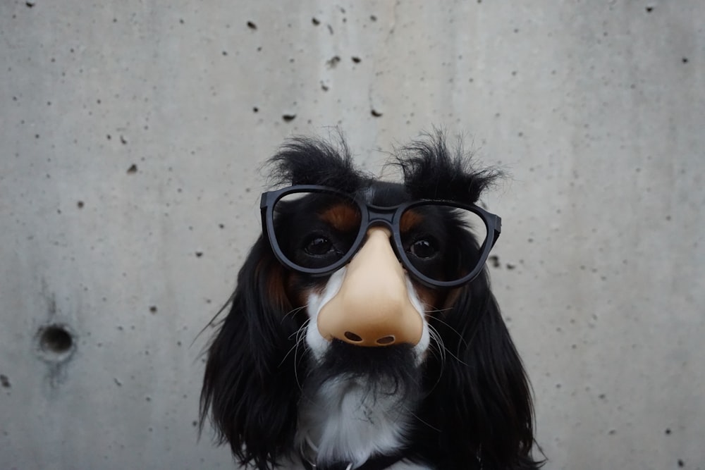 schwarz-weißer Hund mit Verkleidungsbrille
