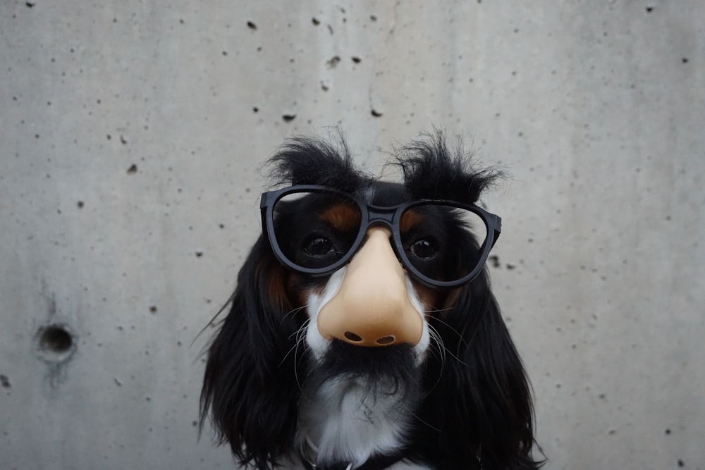 Perro blanco y negro con gafas de disfraz