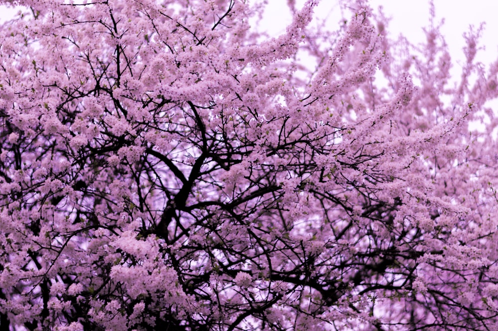 pink blossom tree