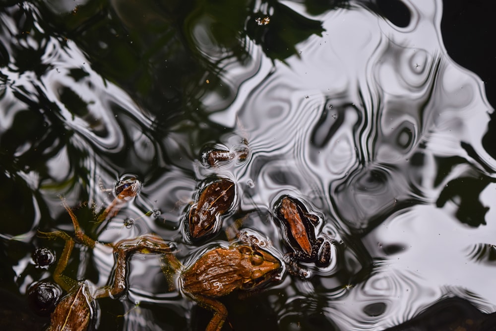 three brown frogs swim on body of water