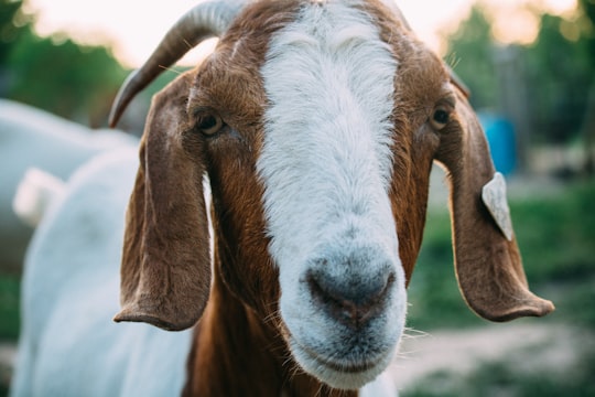 close up photo of white and brown goat in Michigan United States