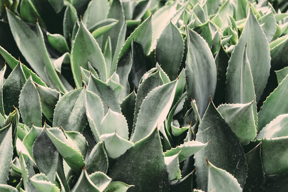 green leafed plants during daytime