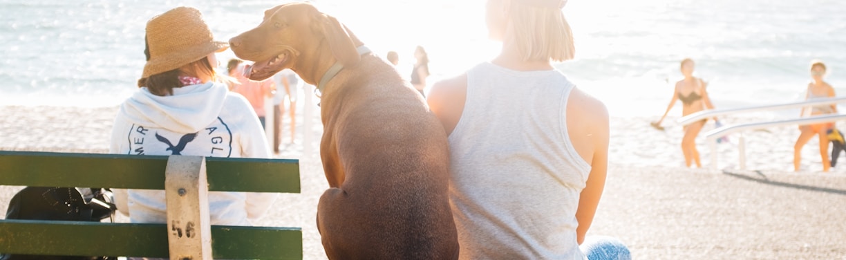 short-coated brown dog sit beside person wearing white tank top near beach during daytime