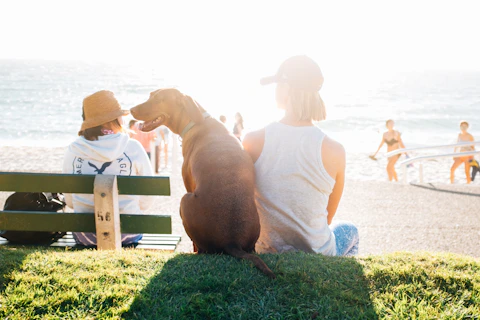 short-coated brown dog sit beside woman wearing white tank top near beach during daytime