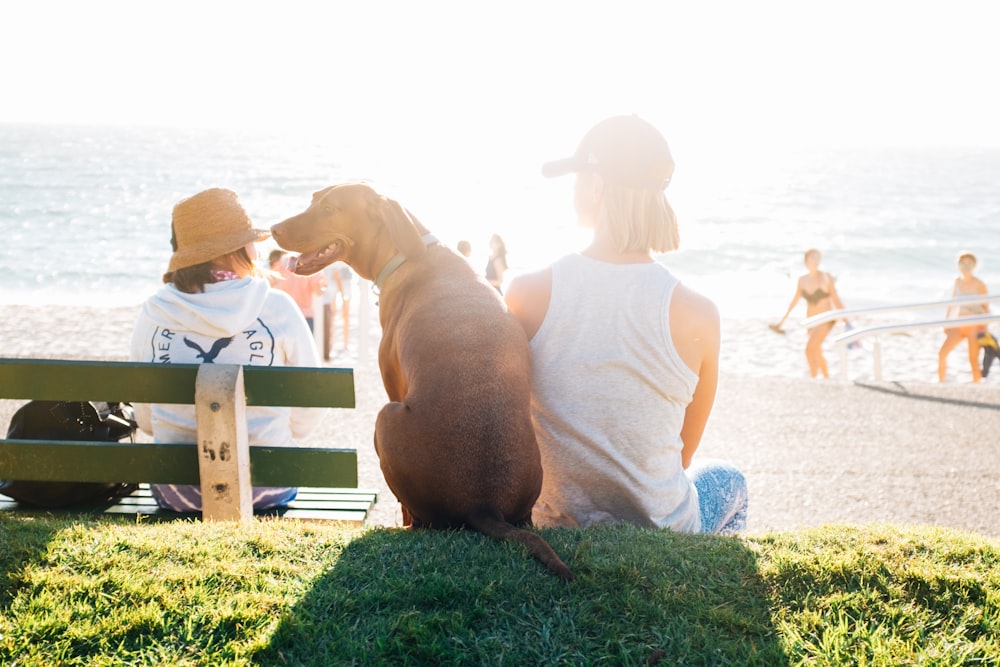 Kurzhaariger brauner Hund sitzt tagsüber neben einer Person, die ein weißes Tanktop in der Nähe des Strandes trägt