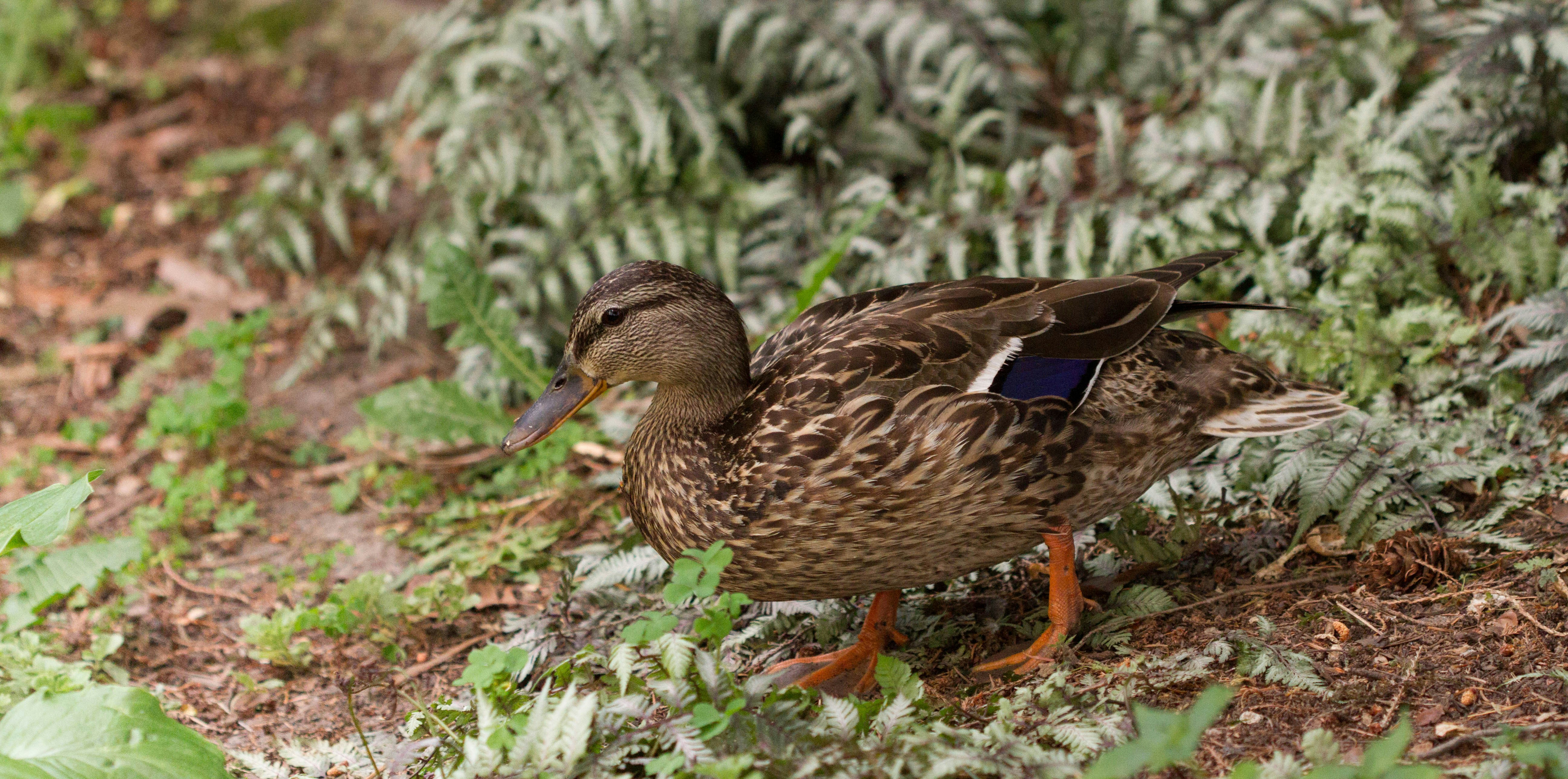 Free Unsplash photo from Tom Ezzatkhah