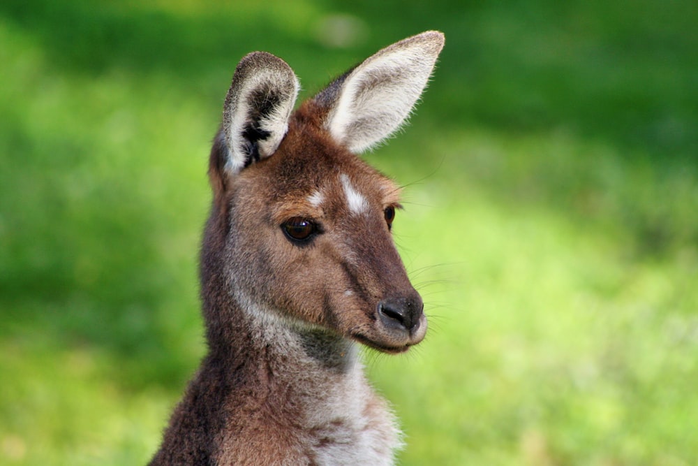 Kangaroo photo