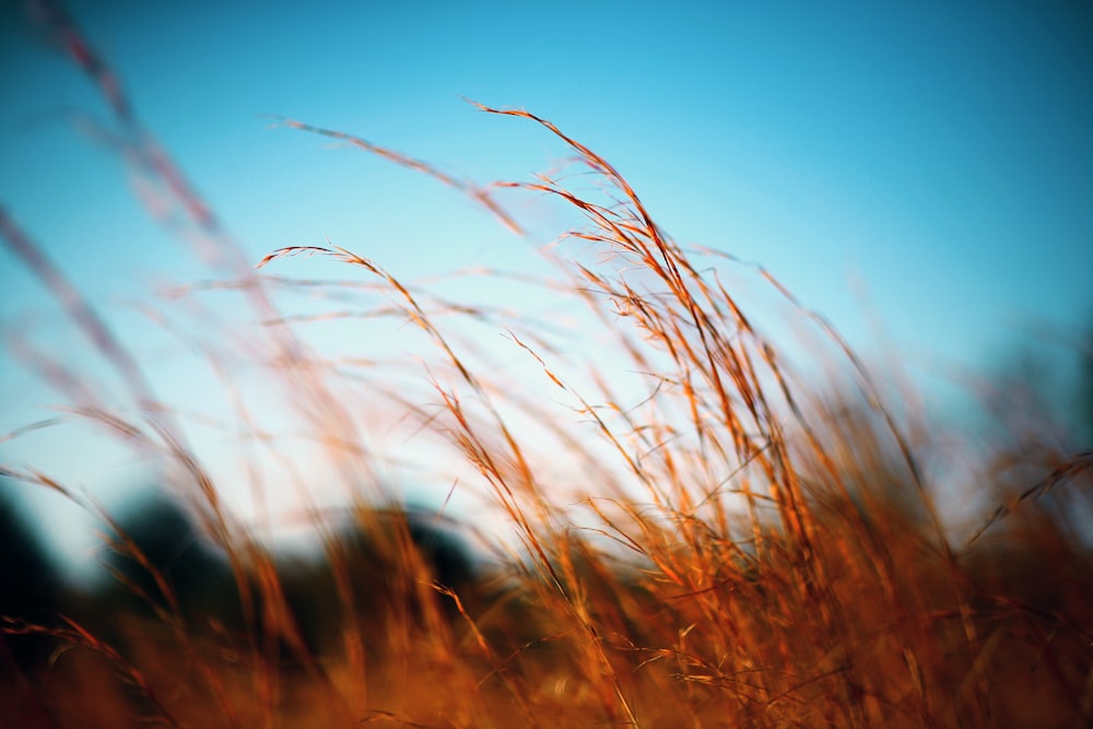 푸른 하늘을 배경으로 갈색 풀밭의 선택적 초점 사진